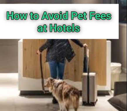 How to Avoid Pet Fees at Hotels: A Simple Guide